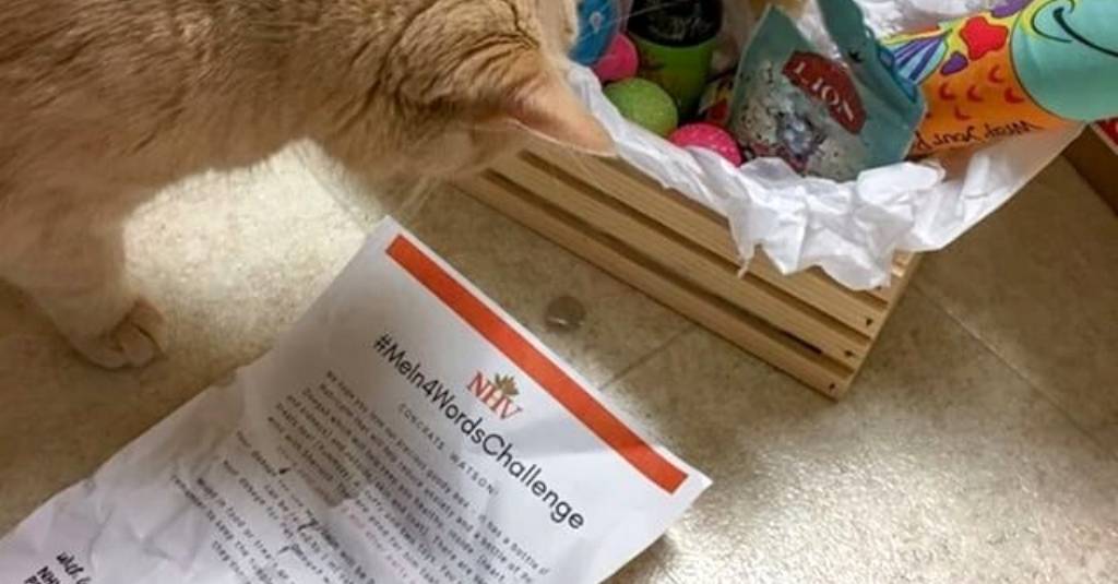NHV’s #Mein4wordschallenge winner Watson & anxiety in cats