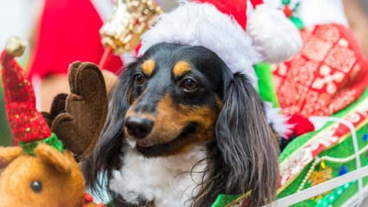 5 Gifts Pet Moms and Pet Dads Will Love this Christmas