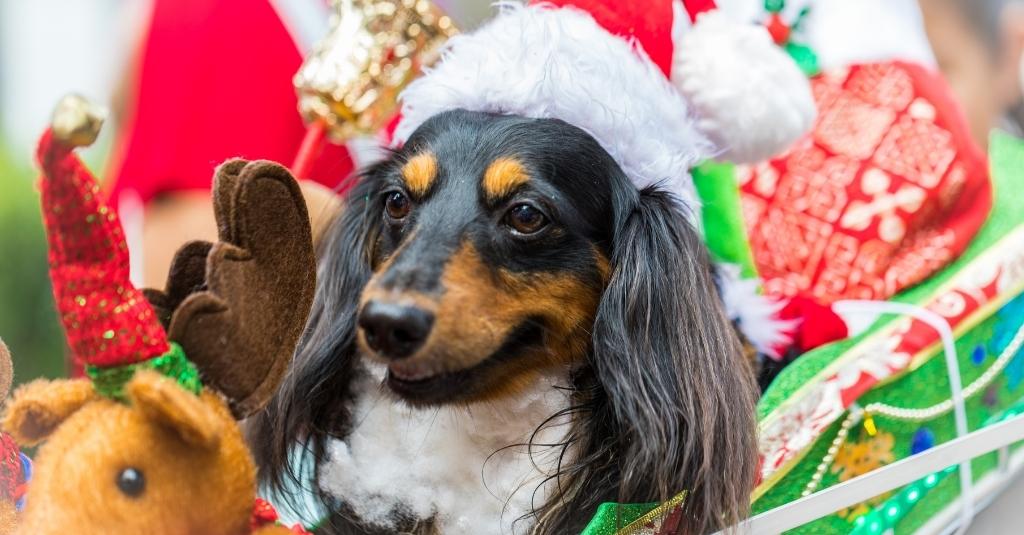 5 Gifts Pet Moms and Pet Dads Will Love this Christmas