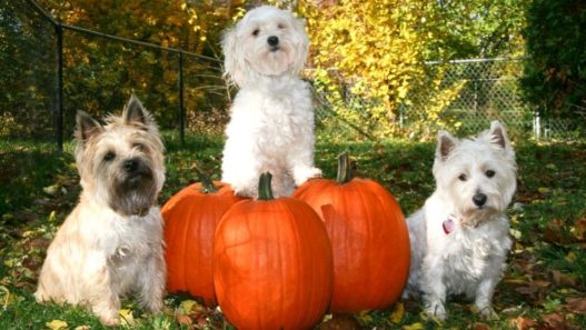 NHV’s Halloween For Pets Was A Furry Special One