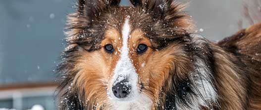 Cancer in dogs