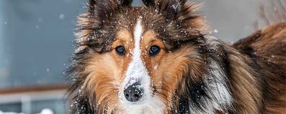 Cancer in dogs