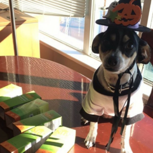 Chaya dog in witch's hat nhv halloween 2017