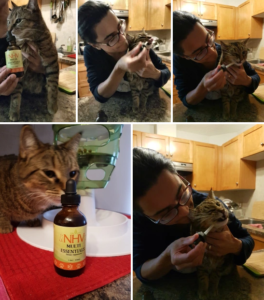 Crazy cat lady corner NHV Natural pet Products