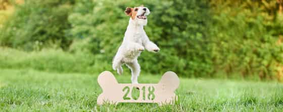 Dog cat new year resolutions