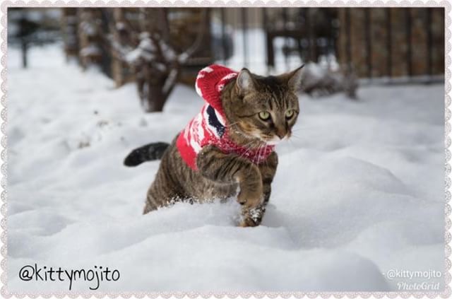 Kitty Mojito NHV multi essentials cat