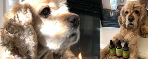 Lymphoma dog cocker spaniel