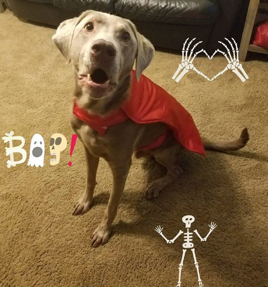 Milo the silver lab cancer dog nhv Halloween 2017