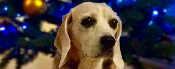 Puna beagle liver cancer