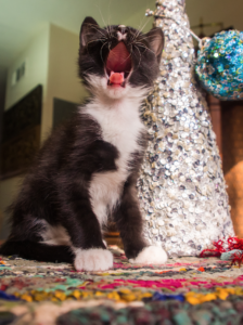 pet proofing your christmas tree