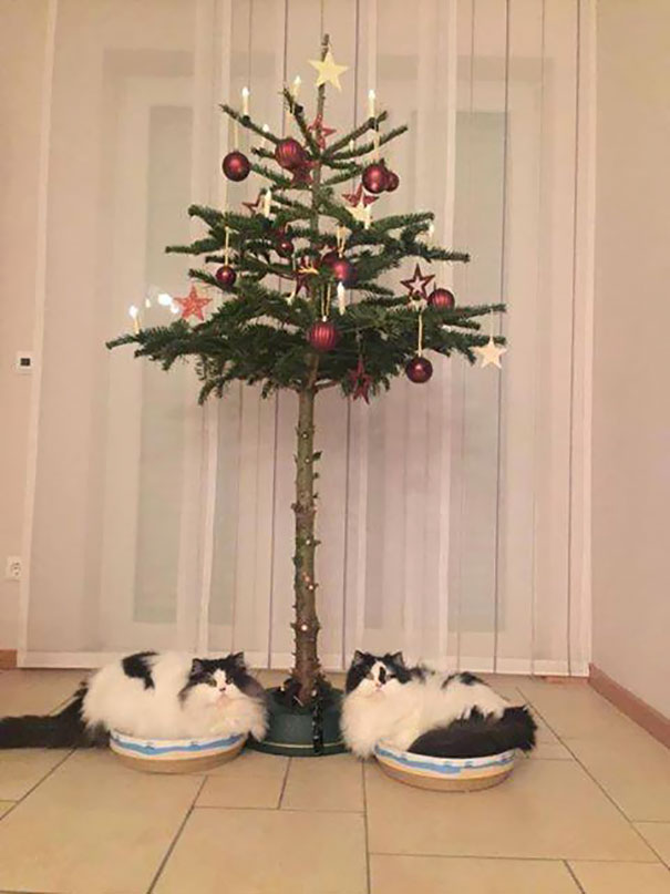 cat proofing your christmas tree