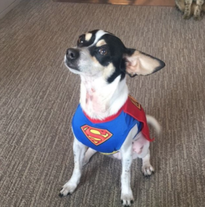 chaya may be little nhv halloween 2017 dog supergirl