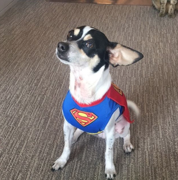 chaya may be little nhv 2017 dog supergirl