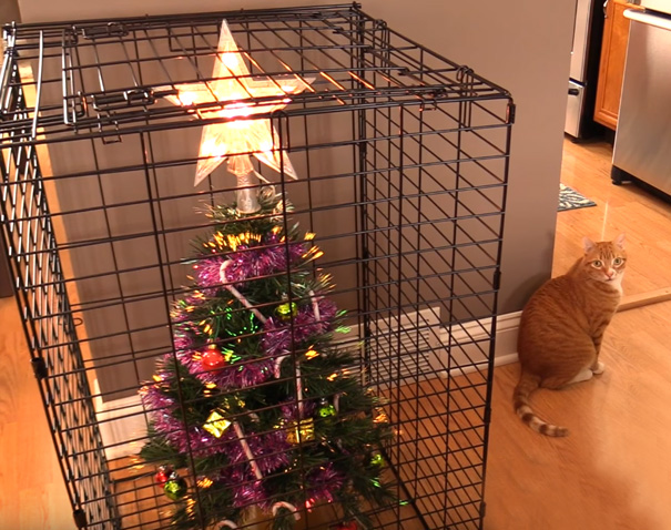christmas tree in crate to protect it from cat