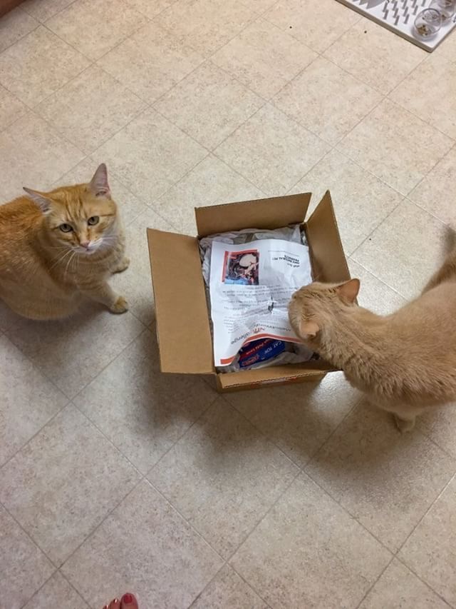 nhv natural pet products me in 4 words challenge winner sherlock and watson cats unboxing their box of natural cat supplies