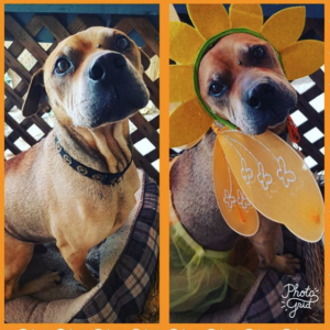 cute dog dressed for NHV halloween dance party