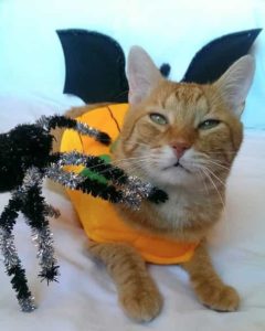 cute cat kio dposing with a spider for NHV halloween party