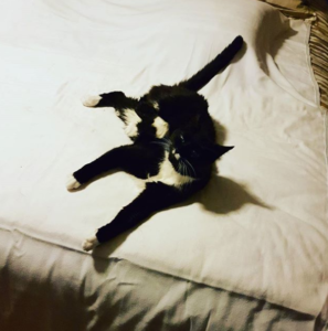 tuxedo cat halloween rocket rap