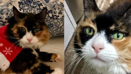 Patches my little miracle – a cat mom’s tale of rescue and love