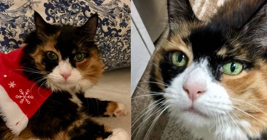 Patches my little miracle – a cat mom’s tale of rescue and love