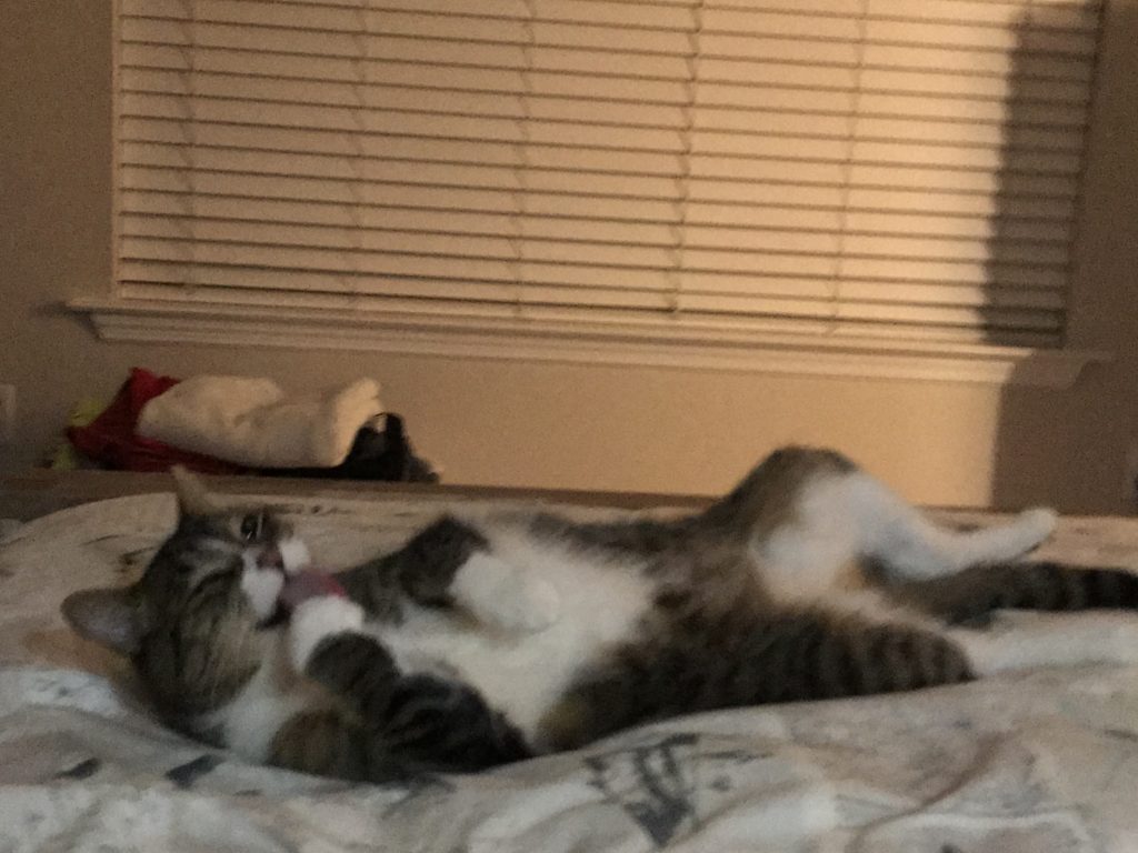 Feline Leukemia Fighter Pack Bounces Buddy Back