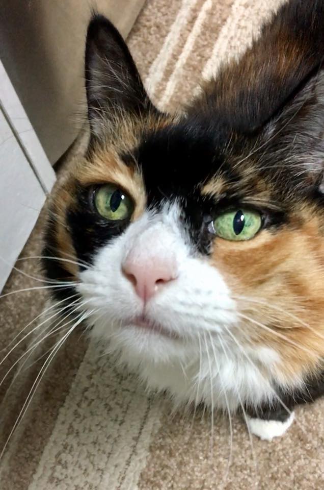 Patches cat miracle turanroud kidney failure
