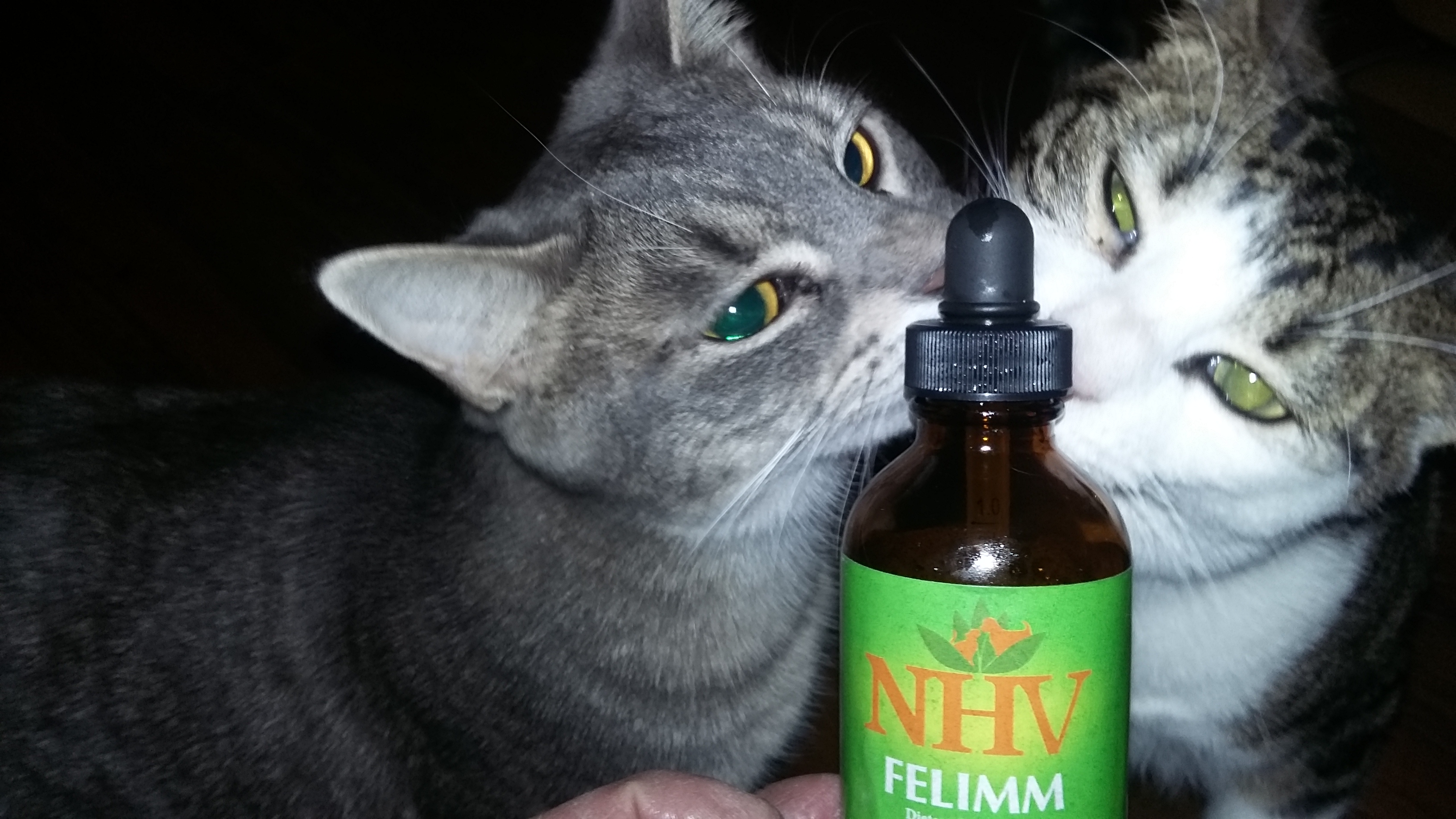 feline leukemia cats cRUSH AND cHARLOTTE POSING WITH THEIR HERBAL REMEDY NHV Felimm