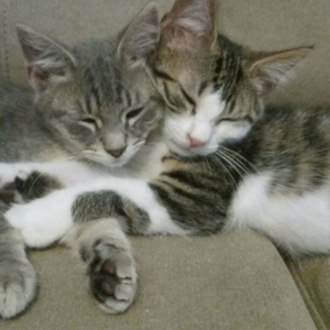 FELV kittens hugging each other
