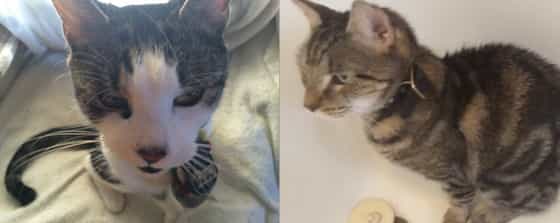 natural support for kidney issues in cats