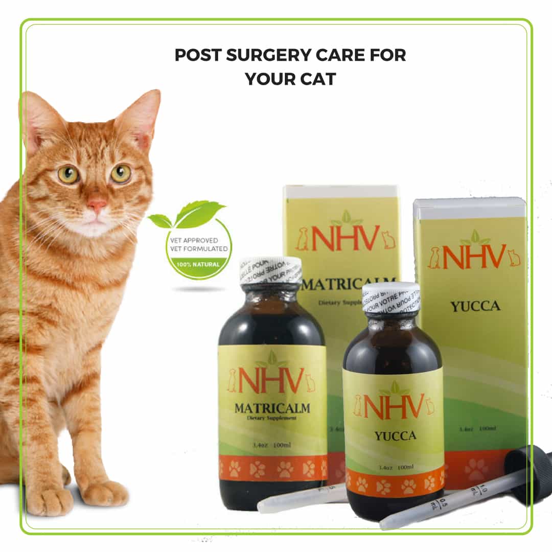 How To Clean Cat After Pu Surgery Varner Froddly