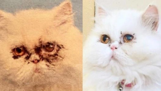 From a hoarder’s crate to her mom’s lap, Abby the Persian cat’s story