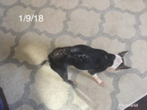 Dog showing hair loss with cushings