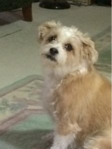 Hope dog autism therapy dog NHV