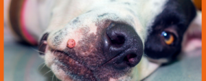 canine papilloma virus holistic treatment