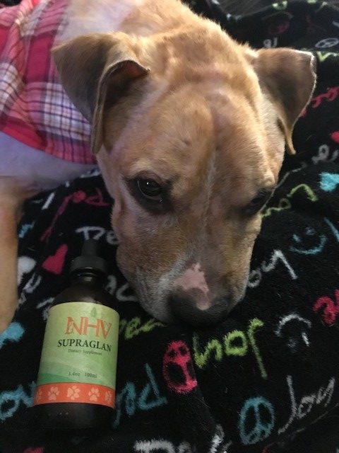 nala pit bull with cushings NHV supplement