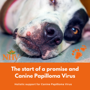 HOLISTIC SUPPORT FOR CANINE PAPILLOMA VIRUS canine papilloma virus holistic treatment Posted February 8, 2018 0 Don’t we promise to do what’s best for our pets, to protect them from whatever bad things may come their way. Whether it’s protecting them against parasites, feeding them the best diet or bringing them to the doctor at the first sign something isn’t right. But sometimes there isn’t much we can do other than support them and help them fight off the nasties on their own. One example is the Canine Papilloma Virus. The only way, besides surgical intervention, that this virus can resolve, is for the body to fight it off. As pet parents we can help to keep their immune system in tip-top shape so they can fight this battle. puppy-canine-papilloma-virus-NHV What is the papilloma virus? The canine papilloma virus can cause several types of growths. The most common of these is canine papilloma virus-1 (CPV1) which causes wart-like growths to appear on the dogs’ skin or mucous membranes. The growths have a fringe-like or cauliflower type look to them and can be quite unsightly. Although the mouth is the most common location for these growths, they can also appear on any part of the body. These growths aren’t nice to look at, but they are not inherently dangerous. These growths vary greatly in size. They may only be the size of a pin head, or they may also grow to a few inches in diameter. Who gets papilloma growths? Papilloma growths generally occur on dogs whose immune systems are either immature or somehow compromised. Puppies, dogs who are on medications to combat auto-immune diseases or dogs with compromised immune systems due to underlying disease are at the highest risk of being infected with the papilloma virus. How are papilloma growths treated? Once the body recognizes these growths, it begins to respond against the virus. Once the body begins this response, many papilloma growths regress on their own and eventually completely disappear. However, because of the often awkward location of these growths, they may sometimes become infected and quite sore. Sometimes these growths can appear in unfortunate locations such as the pads of the feet or on the gums. The growths on the pads of the feet tend to be much more tender than others, and you may want to consult your veterinarian about whether it is beneficial to remove growths that are causing pain. It may be beneficial, however, to allow your dogs’ body to fight the virus on its own. This will greatly decrease the likelihood of further infection, as the body has ‘learned’ how to fight it off on its own and created a better immune response. How can I prevent papilloma growths? Viral papilloma growths are contagious and are passed between dogs by contact with an infected dog or objects in their environment. Young puppies and other immune-compromised pets, such as those on immunosuppression medications are most prone to these types of growths. Keeping their immune system well supported is extremely important. Of course, if you know a dog is infected with the papilloma virus, you should avoid socialization with that dog until the growths are cleared up. Boosting your dog or puppy’s immune system is also extremely beneficial. If your pup happens to come down with a papilloma growth, there is no need to worry. These growths rarely, if ever, cause serious side effects. Helping to boost your pup’s immune system with these supplements is the best way to keep your promise of good health to your pup. Felimm: This blend of herbs has broad-spectrum action. It helps to boost the immune system and helps to fight viral infections. It also has antiseptic properties and encourages detoxification of the lymphatic system. NHV Felimm for viral support BK Detox: BK Detox is an excellent immune booster and detoxifier of the vital organs and blood. It is specially formulated to restore balance and regulate the immune system. NHV Natural pet BK detox Stimmune: Stimmune is also a great immune booster. It is very beneficial for autoimmune conditions and also has anti-inflammatory properties. It contains herbs which have adaptogenic properties, which can help with lowering stress levels, which is important for maintaining a healthy immune system. NHV Stimmune for immune support Natures Immuno: Natures Immuno is a blend of mushrooms known for their extensive health benefits. It is an excellent defence against viral infections as well as anti-tumor support. It has antiviral, antibiotic, anti-inflammatory and immune-modulating properties. NHV Natures Immuno - Natural Immune Support Of all the things that you need to do for your puppy when you first bring her in, boosting or supporting their immunity is probably the most important. For baby puppies less than 4 pounds in weight, we’d suggest giving 2 drops per 1 pound. If the puppy is bigger and older than a month then you can follow our general therapeutic dosage chart. We also have a Puppy or Kitten Starter kit that includes all the natural support you might need for your new fur companion. It comes complete with a natural dewormer, a first aid spray, a herbal multivitamin, Omega3 supplement and a diarrhea support. NHV puppy kitten starter kit As you and your puppy go through life together, a lot of moments will come when you will need to remember the promise you made when you first brought her home. The promise to never give up on your pet. Whatever it may be, we’re there to help you keep your promise. Please reach out to us for any holistic advice for your new puppy. You will be surprised how much a little proactivity can do!