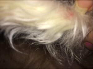 tick bite paralysis in dogs and herbal support for it