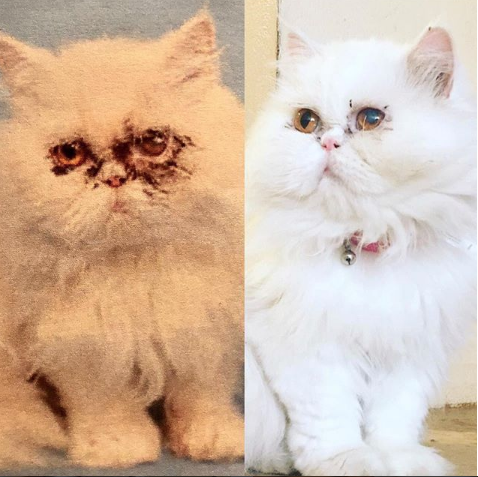 transformation of cat with eye infection