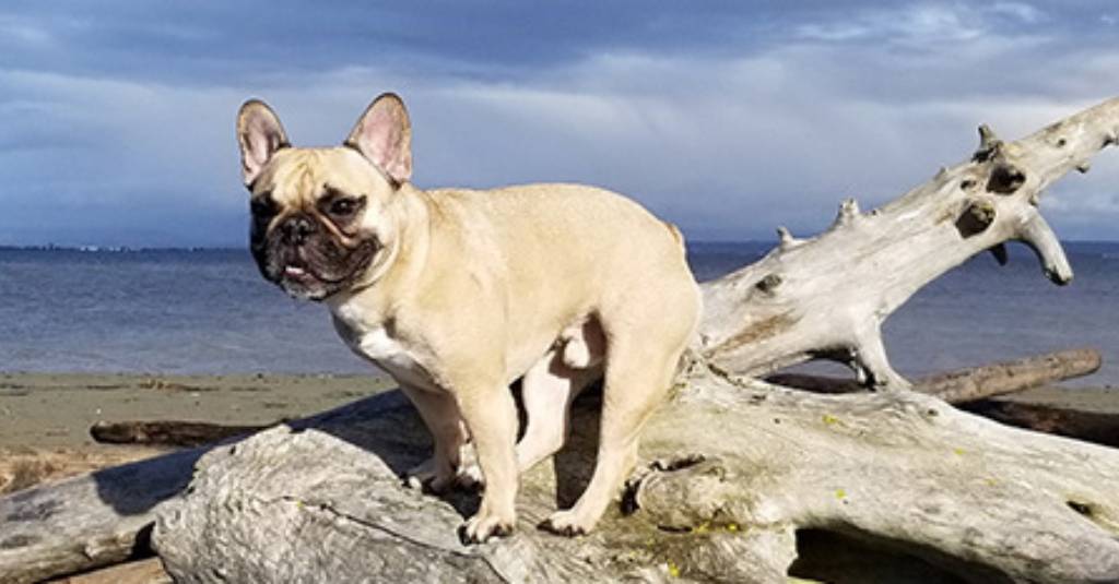 Heal-Care Helps GusGus’ Nose Match His Smooth Frenchie Personality