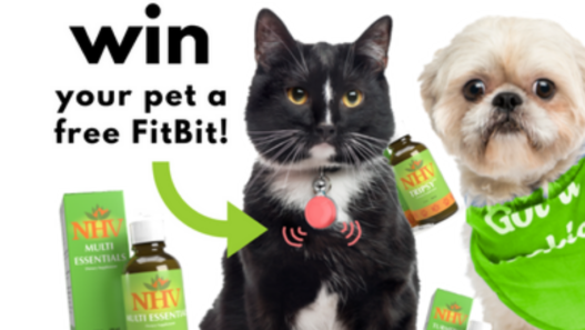 Win your pet a FitBit with NHV’s Buddies for life Tournament