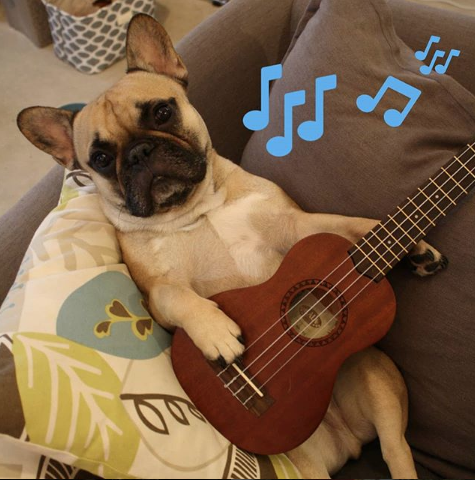 FRENCH BULL DOG PLAYING GUITAR