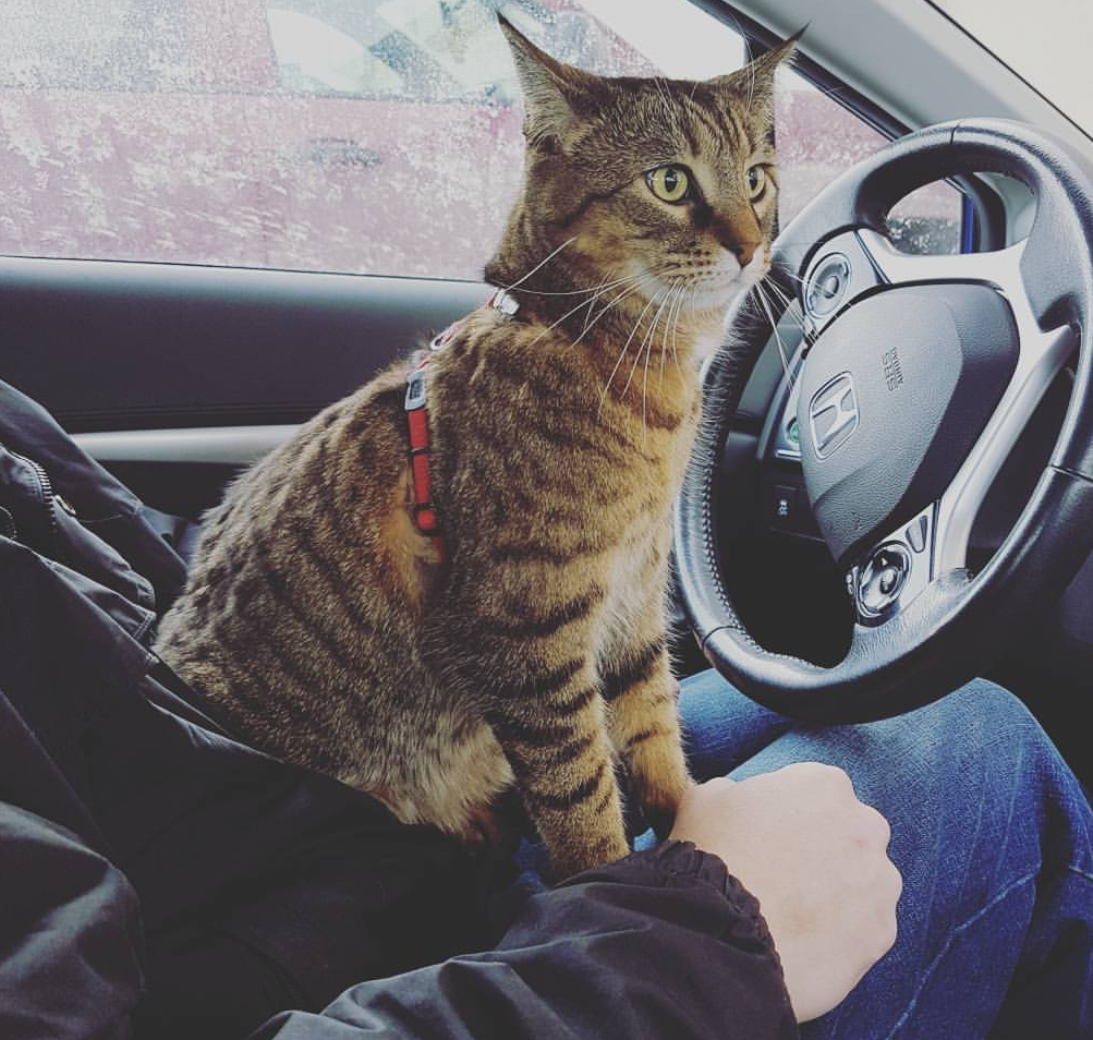 Kitty mojito with her cat dad in car NHV pet dads
