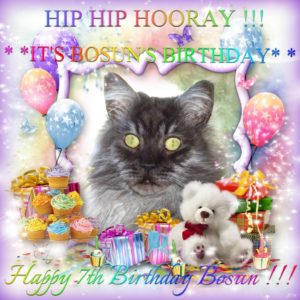 bosun the cat happy birthday card