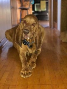 captain morgan the dog posing with NHV Turmeric