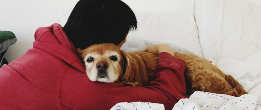 cat and dog dads share their friendship tales