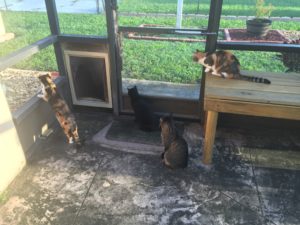 catico for cats nhv cat supplements