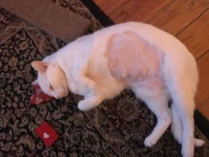 elliot cat stomach cancer NHV ES Clear review