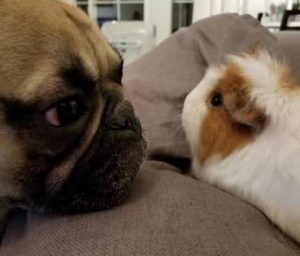 frenchie with grumpy face cat