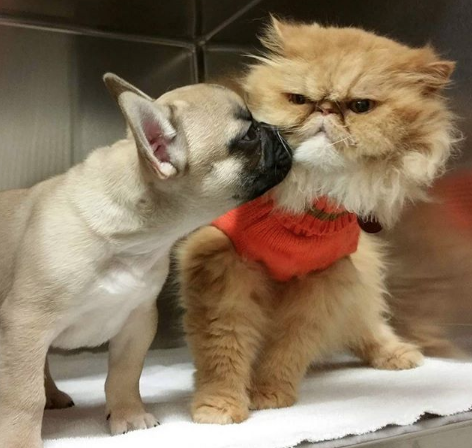 frenchie with grumpy face cat frenchies
