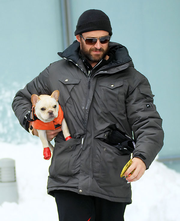 hugh-jackman-with-french-bull-dog frenchies